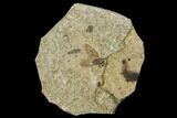 Bargain, Fossil March Fly (Plecia) - Green River Formation #135892-1